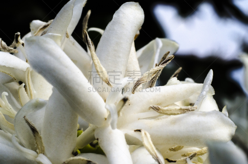 单房的,茜草科,花冠,单一栽培,圣保罗,咖啡馆,阿拉比卡咖啡,水平画幅,无人,香水