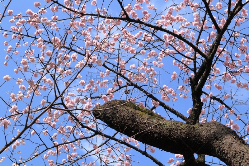 日本,东京,风景,上野公园,城市生活,云,公园,枝繁叶茂,色彩鲜艳,著名景点