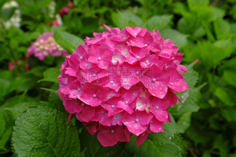 片山,八仙花属,京都府,日本,美,京都市,雨,水平画幅,无人,夏天