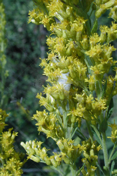 吹沫虫,秋麒麟草属,自然,垂直画幅,无人,2015年,节肢动物,昆虫,种植,摄影