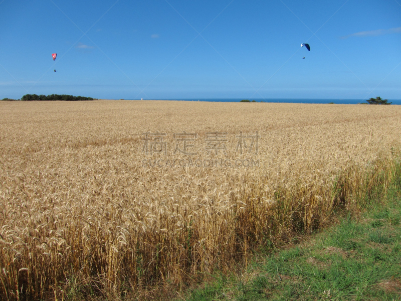 Field of  wheat