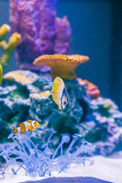 海洋,鱼类,垂直画幅,小丑鱼,珊瑚色,橙色,无人,蓝色,水下,海鱼