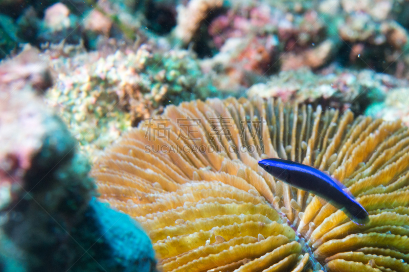 濑鱼,鱼类,彩虹,肖像,月骨,anthias fish,深的,自然,黄色,人