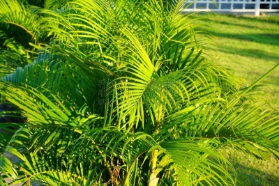 棕榈树,自然美,唇膏,美,水平画幅,枝繁叶茂,金棕榈,无人,园艺,户外