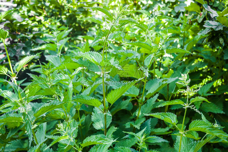 特写,刺荨麻,植物,自然,健康保健,草本,背景,色彩鲜艳,美,水平画幅