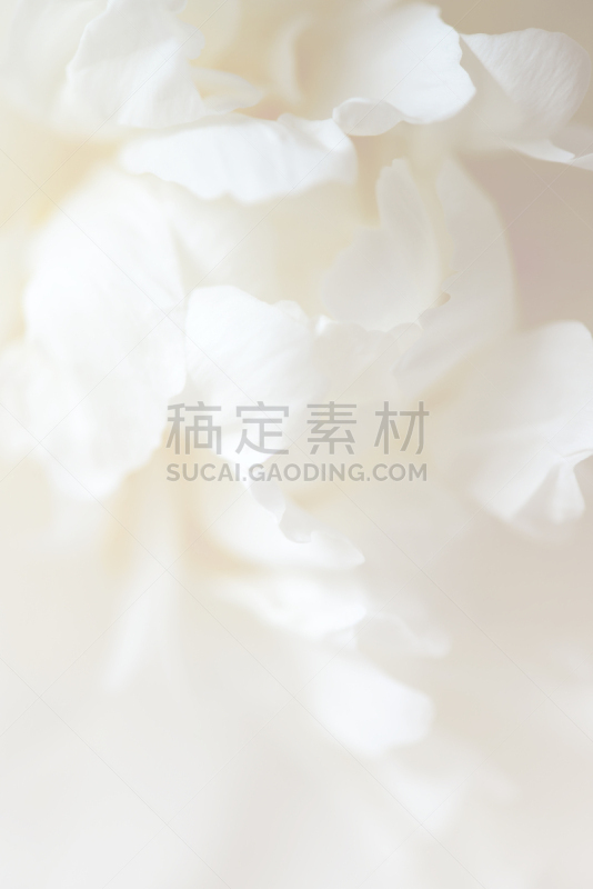 牡丹,大特写,垂直画幅,无人,特写,仅一朵花,俄罗斯,花束,白色,植物
