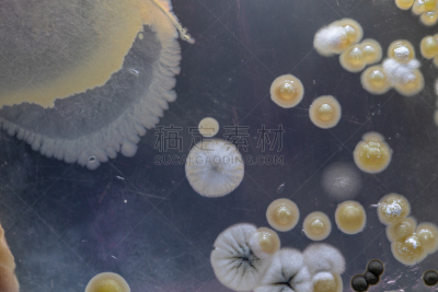 皮氏培养皿,大群动物,细菌,微生物学,个性,土样,盘子,实验室,教育,生长