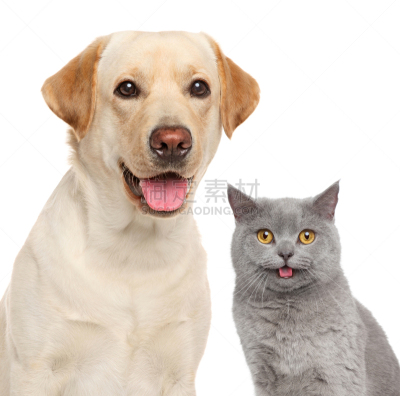 猫,狗,拉布拉多犬,幸福,纯种犬,水平画幅,猫科动物,巨大的,肖像,幼小动物
