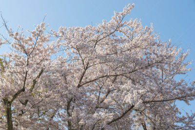 天空,亚洲樱桃树,蓝色,自然美,松江市,岛根县,花见节,樱桃树,充满的,纯净