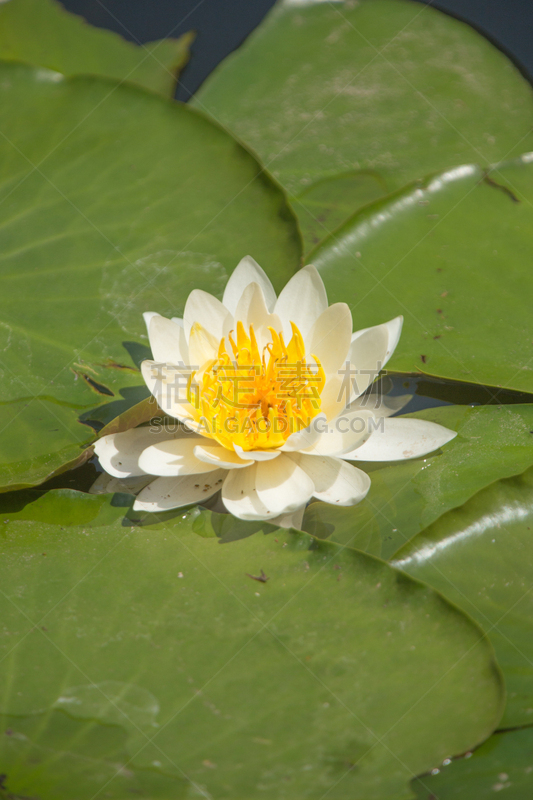 睡莲,垂直画幅,水生植物,荷花,无人,户外,小石川后乐园,白色,春天,植物