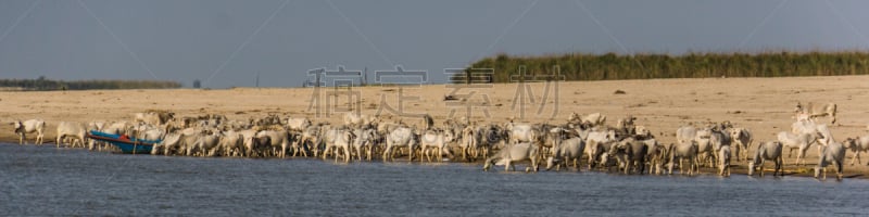 牛,缅甸,曼德勒,灰色,全景,图像,水,河流,户外,水平画幅