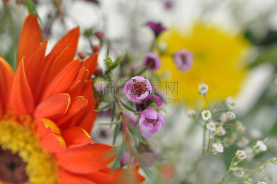 花束,佩塔提克瓦,非洲雏菊,自然,水平画幅,橙色,无人,色彩鲜艳,仅一朵花,植物