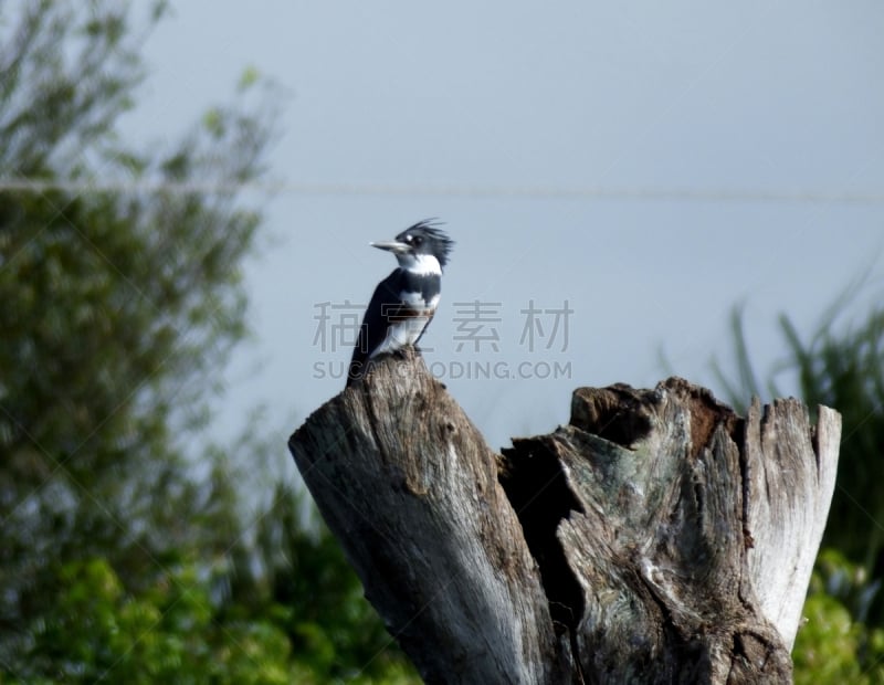 束带翠鸟,翠鸟,水平画幅,无人,2015年,湿地,多色的,摄影,栖息