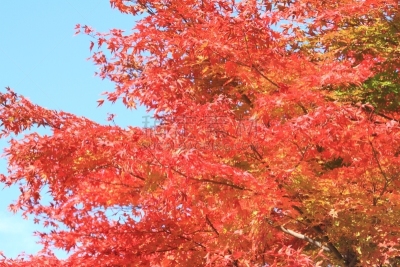 山梨县,叶子,秋天,日本,清里明良,苏格兰高地,巴岳山,休眠火山,银杏树,银杏