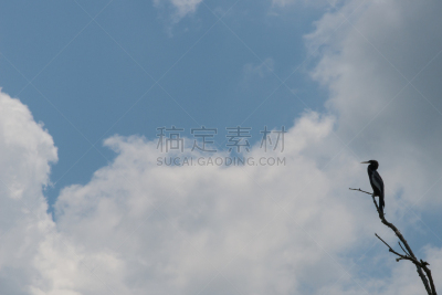 沼泽,鸬鹚,美洲蛇鸟,黑面鸬鹚,寄生藤,路易斯安那州,雪松,野生动物,水平画幅,无人