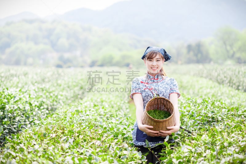 种植园,茶树,女孩,可爱的,印度人,仅成年人,农作物,青年人,清新,女人