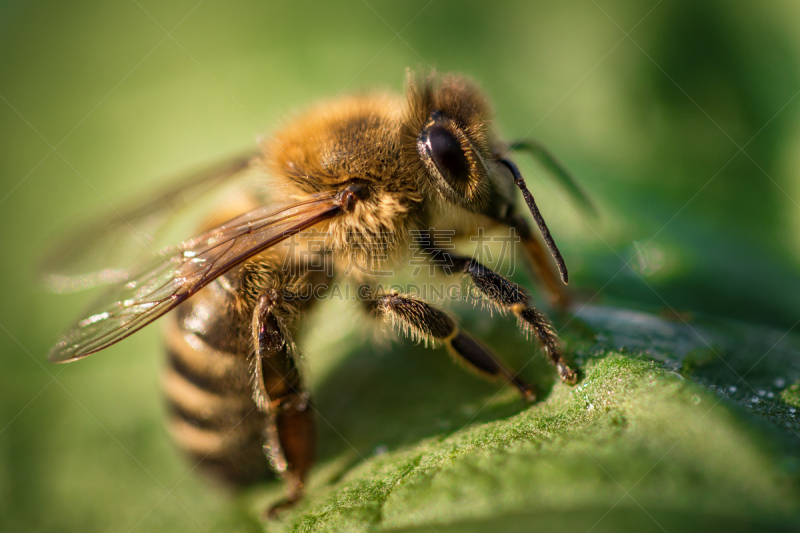 蜜蜂,蜂箱,叶子,大特写,图像,蜂王浆,狼蛛,beekeeper,蜂蜜,养蜂