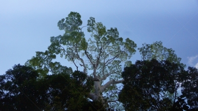 雨林,沙巴州,婆罗洲岛,达浓谷地,生物学,热,热带气候,环境,环境保护,枝繁叶茂