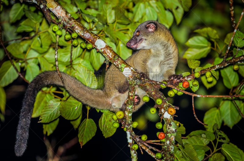 夜晚,palm civet,动物,注视镜头,全身像,褐色,气候,水平画幅,海岛猫鼬,野外动物