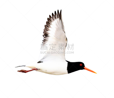 蛎鹬,可爱的,白色背景,分离着色,鹤嘴鸟,背景分离,野生动物,橙色,图像,英国