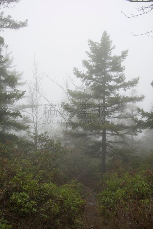 多云,自然荒野区,白昼,娃娃,多莉草皮国家荒原,莫农加希拉国家森林,西弗吉尼亚,垂直画幅,美国,地形