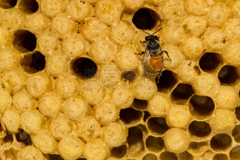 六边形,蜜蜂,蜂蜜,黄色,幼小动物,自然美,蜂王,beekeeper,蜂蜡,水平画幅