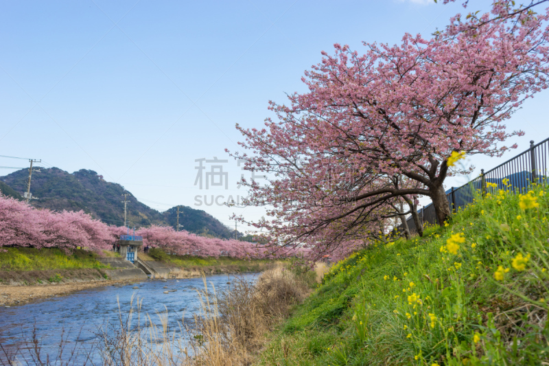 川津,樱桃树,伊豆半岛,静冈县,油菜花,里山,水平画幅,樱花,无人,户外