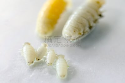 外骨骼,动物,等足目,海洋,甲壳动物,实验室,动物肢和翼,教室,教育
