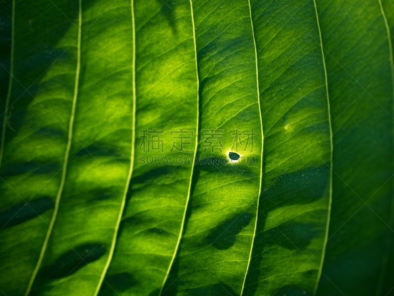 Leaf contour of the hostа plan, lush foliage. Dark green colored leaves