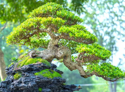 植物,绿色,盆景,锅,茎,代表,美,公园