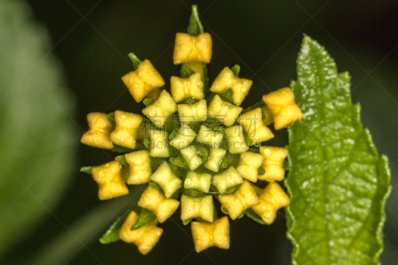 特写,马樱丹属,大特写,花蕾,美,水平画幅,夏天,白色,植物