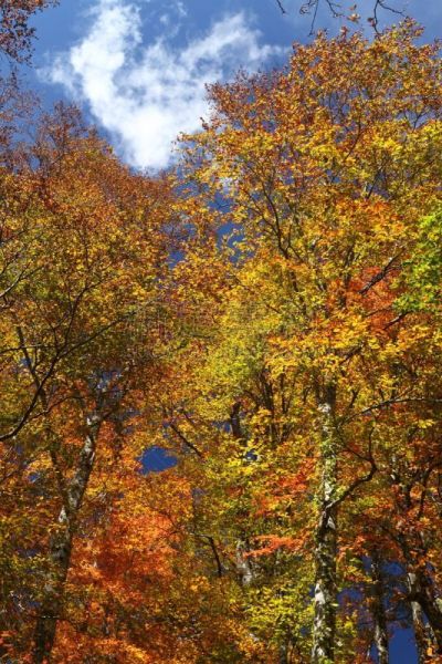 山毛榉树,黄色,自然,垂直画幅,天空,日本山毛榉,橙色,枫叶,秋天,无人