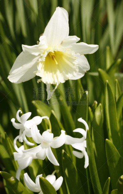 水仙花,背面视角,绿色,仙客来水仙花,垂直画幅,无人,户外,生物学,活力,百合花