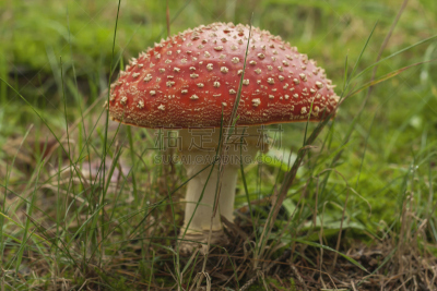 毒蝇菇,野生植物,圣诞帽,灵性,草原,水平画幅,孢子,能源,泥土