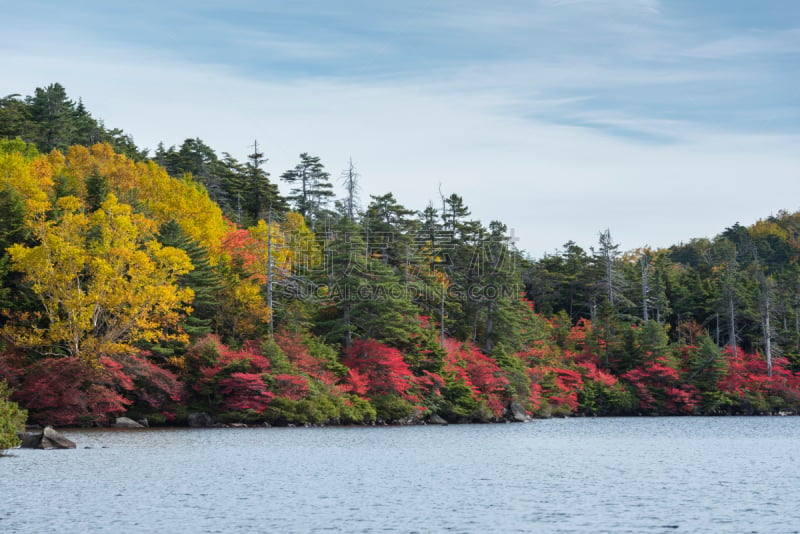 秋天,日本,池塘,叶子,蓼科山,千野,巴岳山,美,水平画幅,绿色