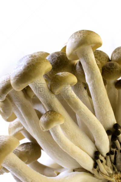 褐色,食用菌,山毛榉树,垂直画幅,孢子,食品杂货,生食,姬菇,特写,日本人