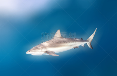 礁鲨,自然,野生动物,水平画幅,水肺潜水,无人,蓝色,水下,野外动物,夏天