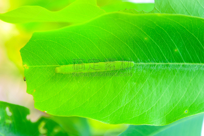 毛虫,绿色,叶子,甲壳动物幼虫,水蚤,瓢虫,水平画幅,无人,特写,泰国
