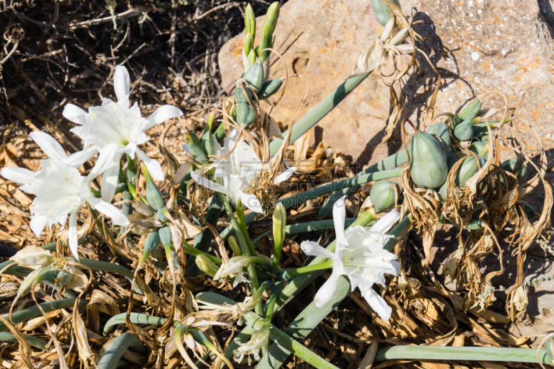 entlang der Küste der Algarve in Portugal wachsen wilde Blumen und trotzen Wind und Wetter