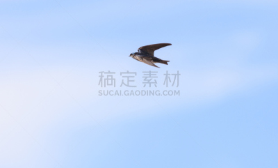 树燕,蓝色,鸟类,野生动物,美国,水平画幅,动物,杂色的,摄影,上升