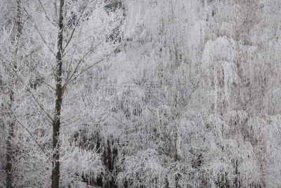 雪,白色,冬天,霜,森林,自然,自然美,留白,察里津区,雾淞
