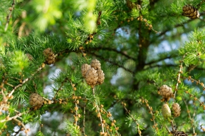 松果,天空,褐色,水平画幅,无人,传统,符号,英格兰,夏天,户外