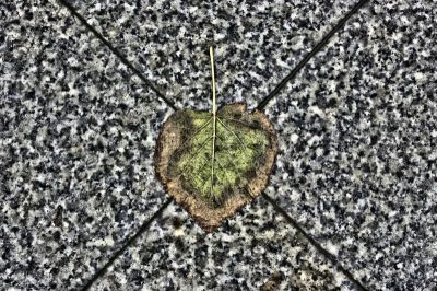 叶子,椭圆模式,生物钟,大波司咯,白杨叶,全貌,全身独立,独特视角,正面视角,水平画幅