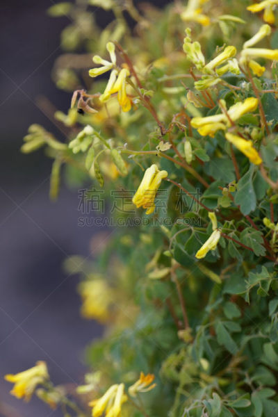 围墙,清新,公园,枝繁叶茂,植物,背景,夏天,户外,苏格兰,自然