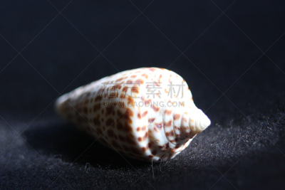 贝壳,电鳐,珊瑚菌,裸鳃亚目动物,鹦鹉螺,蜗牛,腹足动物,水,褐色,艺术