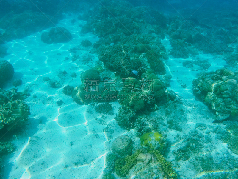 水下,海洋,自然,生物,水,沙子,白色,海草,礁石,热带气候