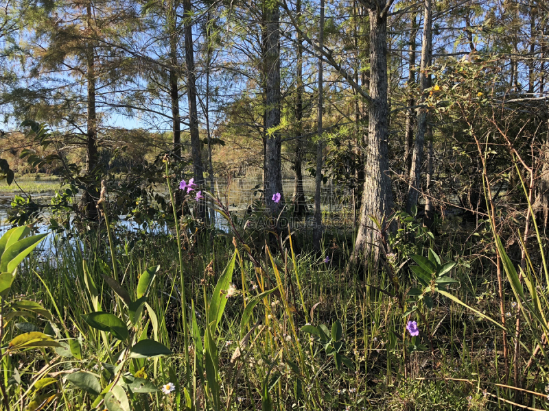 绿色,沼泽,地形,佛罗里达群岛,塞普雷斯艾斯兰德,水平画幅,棕榈沙滩镇,无人,户外,湖