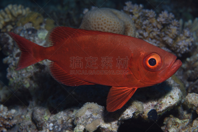 埃及,红海,大眼新月鲷,中东,海洋生命,图像,野外动物,无人,水平画幅,水下