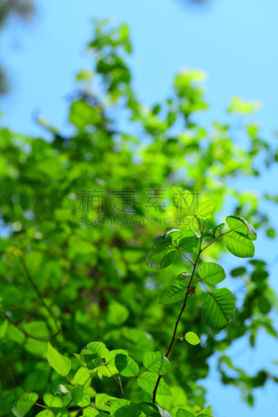 叶子,毒葛,正下方视角,树干,垂直画幅,天空,美国,绿色,无人,佛罗里达