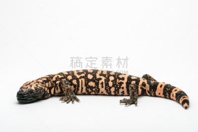 大毒蜥,白色背景,分离着色,美国,水平画幅,索诺兰沙漠,无人,有毒生物体,蜥蜴,墨西哥